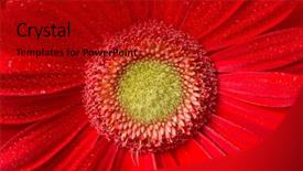  Presentation with dragonfly and flower - Presentation theme enhanced with floral red - flower close-up background and a crimson colored foreground