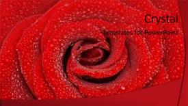  Presentation with red floral - Cool new presentation theme with floral red - one rose backdrop and a crimson colored foreground