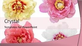  Presentation with red floral - Presentation having floral red - set of peony flower heads background and a lemonade colored foreground