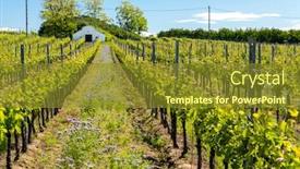  Presentation with czech republic - Colorful PPT theme enhanced with floral-spacing-in-organic-vineyard backdrop and a gold colored foreground