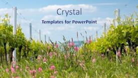  Presentation with vineyard - Amazing presentation design having floral-spacing-in-organic-vineyard backdrop and a light blue colored foreground