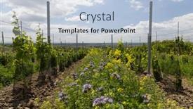  Presentation with czech republic - Presentation theme having floral-spacing-in-organic-vineyard background and a light blue colored foreground