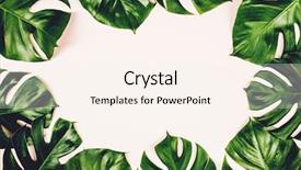  Presentation with tropical - PPT theme with floral template - tropical leaves monstera on colorful background and a cream colored foreground