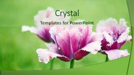  Presentation with forest beautiful spring nature - Audience pleasing presentation theme consisting of floral templates - beautiful spring tulips flower background backdrop and a  colored foreground
