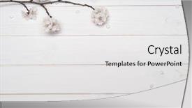  Presentation with tree spring flowers apple flowers - Theme with floral templates - branch of apricot tree background and a white colored foreground