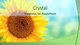  Presentation with blue floral - Colorful slides enhanced with floral templates - bright yellow sunflower on blurred backdrop and a cool aqua colored foreground