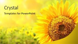  Presentation with bright yellow - Presentation enhanced with floral templates - bright yellow sunflower on blurred background and a yellow colored foreground