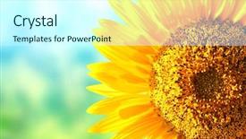  Presentation with yellow color - Audience pleasing presentation theme consisting of floral templates - bright yellow sunflower on blurred backdrop and a cool aqua colored foreground
