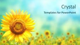  Presentation with bright yellow - Theme featuring floral templates - bright yellow sunflower on blurred background and a cool aqua colored foreground