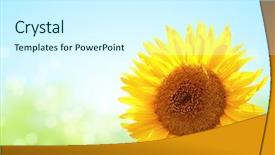  Presentation with bright yellow - Amazing slides having floral templates - bright yellow sunflower on blurred backdrop and a white colored foreground