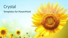  Presentation with sun flare in deep space - Colorful slide set enhanced with floral templates - bright yellow sunflowers on blurred backdrop and a cool aqua colored foreground