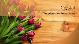  Presentation with tulips - PPT theme featuring floral vintage - pink beautiful tulips on wooden background and a  colored foreground