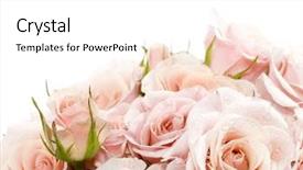  Presentation with wedding roses - Cool new PPT theme with floral wedding - beautiful roses backdrop and a white colored foreground