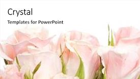  Presentation with wedding roses - Cool new presentation theme with floral wedding - roses border backdrop and a white colored foreground