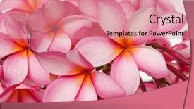  Presentation with frangipani flowers - Slide deck consisting of floral welcome - frangipani flowers isolated background and a coral colored foreground