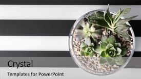  Presentation with succulents - Slides featuring leaves handicraft - florarium with succulents on striped background and a light gray colored foreground