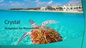  Presentation with turtle - Theme featuring flores de mayo - playa del carmen turtle photomount background and a teal colored foreground
