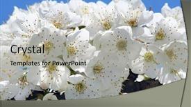  Presentation with groundwater spring - Presentation consisting of florets ideally for your use background and a  colored foreground