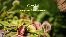  Presentation with venus - Beautiful PPT theme featuring floriana-with-venus-flytrap backdrop and a tawny brown colored foreground