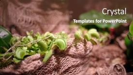  Presentation with venus - Colorful theme enhanced with floriana-with-venus-flytrap backdrop and a tawny brown colored foreground