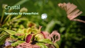  Presentation with venus - Cool new PPT theme with floriana-with-venus-flytrap backdrop and a tawny brown colored foreground