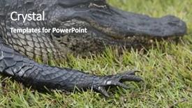  Presentation with florida - Slide deck enhanced with florida alligator resting on the grass background and a gray colored foreground