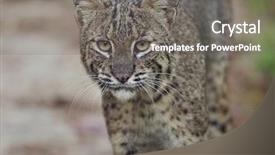  Presentation with florida - Presentation theme featuring florida bobcat close up shot background and a gray colored foreground