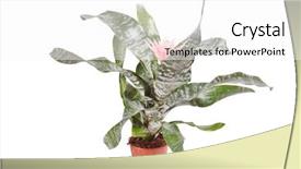  Presentation with florida - Theme consisting of florida flower - aechmea fasciata bromeliad isolated background and a white colored foreground