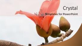  Presentation with florida - Slides featuring florida flower - bombax ceiba background and a lemonade colored foreground