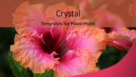  Presentation with hibiscus - PPT theme with florida flower - bright tropical hibiscus background and a red colored foreground