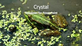  Presentation with florida - PPT layouts having florida flower - green frog in the water background and a tawny brown colored foreground