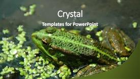  Presentation with florida - Presentation theme with florida flower - green frog in the water background and a dark gray colored foreground