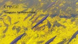  Presentation with florida - PPT theme with florida-gar-and-other-fish background and a gold colored foreground