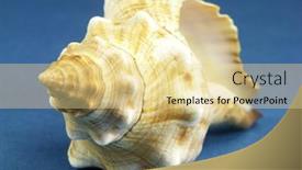  Presentation with seashell - Colorful presentation design enhanced with florida-horse-conch-seashell-shot backdrop and a blonde colored foreground