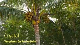  Presentation with florida - Audience pleasing PPT theme consisting of florida-sanibel-and-captiva-island backdrop and a tawny brown colored foreground