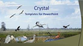  Presentation with wetland - Amazing presentation having florida wetlands collage with birds backdrop and a sky blue colored foreground