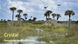  Presentation with wetland - Beautiful presentation design featuring florida wetlands with birds backdrop and a violet colored foreground