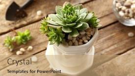  Presentation with succulent - Slide set having florist-concept-replanting-beautiful-succulent background and a coral colored foreground
