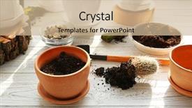  Presentation with succulent - Theme having florist concept replanting beautiful succulent background and a soft green colored foreground