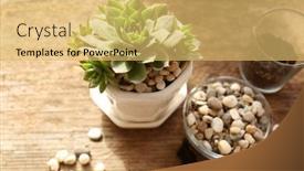  Presentation with succulents - Slide deck enhanced with florist-concept-replanting-beautiful-succulents background and a yellow colored foreground
