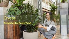  Presentation with plants - Presentation design consisting of florist-of-event-floristry-decorating background and a tawny brown colored foreground