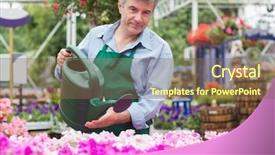  Presentation with thank you flowers - Slides having florist watering flowers with watering background and a violet colored foreground