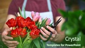  Presentation with hair salon scissors in black - Presentation having florist with scissors arranging tulip background and a forest green colored foreground
