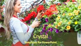  Presentation with greenhouse - Cool new PPT theme with florists woman working with flowers backdrop and a tawny brown colored foreground