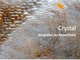 Flounder Fish Texture PPT template 18 | CrystalGraphics