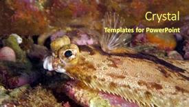  Presentation with facial - Presentation theme featuring flounder-rests-in-a-reef background and a tawny brown colored foreground