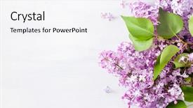  Presentation with white flowers - PPT theme with flourish - beautiful lilac flowers on white background and a sky blue colored foreground
