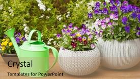  Presentation with summer flowers - PPT theme consisting of flourish - beautiful pansy summer flowers background and a coral colored foreground