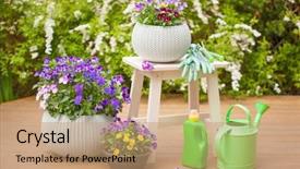  Presentation with summer flowers - Amazing PPT theme having flourish - beautiful pansy summer flowers backdrop and a coral colored foreground