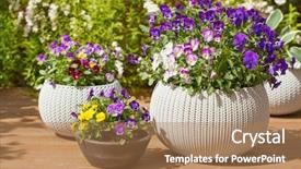  Presentation with pansy - Audience pleasing theme consisting of flourish - beautiful pansy summer flowers backdrop and a coral colored foreground